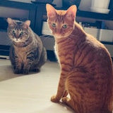 Easy-to-talk veteran mom welcomes you "Lounge Shun"